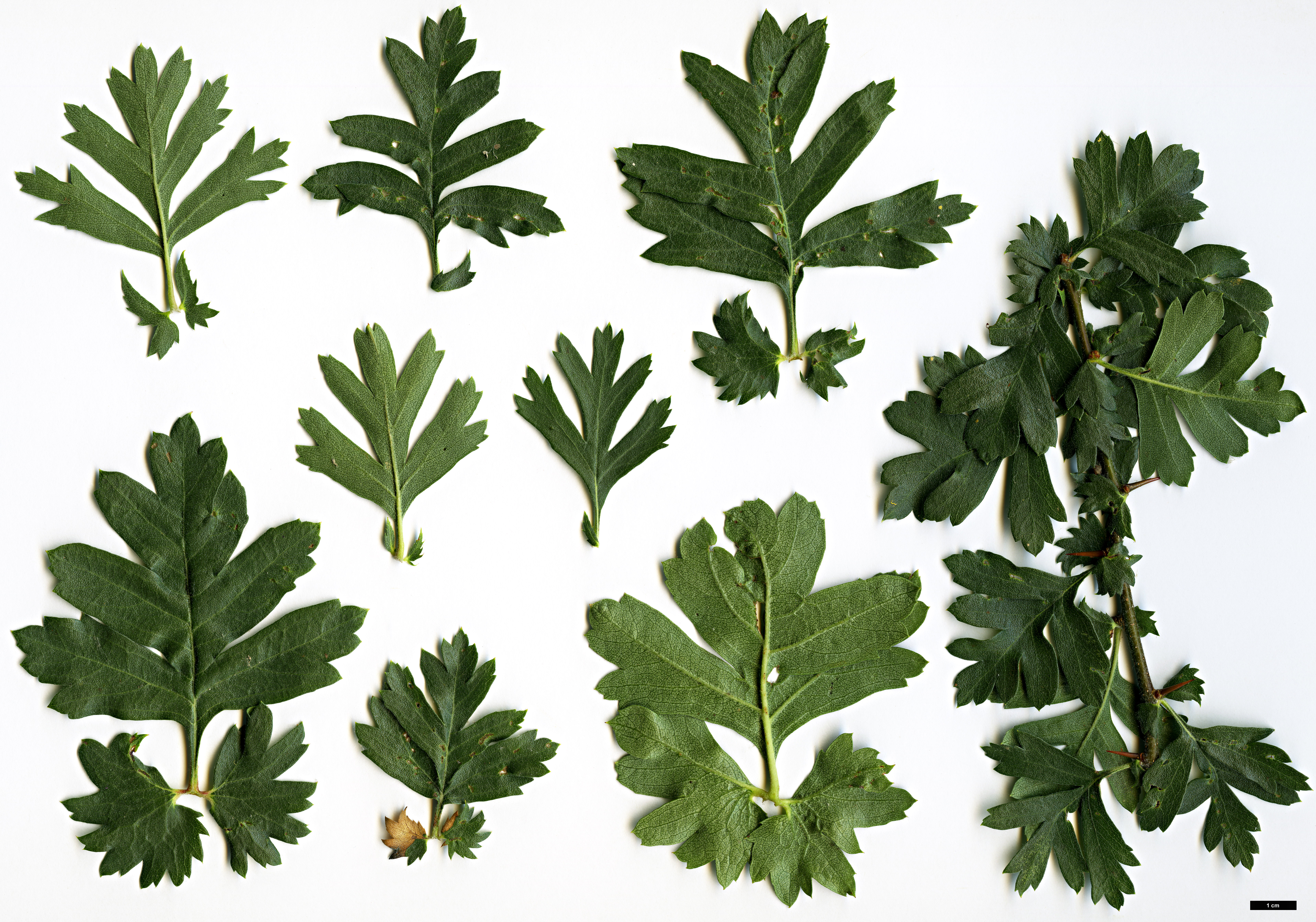 High resolution image: Family: Rosaceae - Genus: Crataegus - Taxon: azarolus - SpeciesSub: var. pontica High resolution image: Family: Rosaceae - Genus: Crataegus - Taxon: azarolus - SpeciesSub: var. pontica